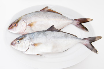 Couple of amberjack fresh fishes on white