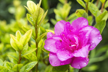 二重のサツキの花