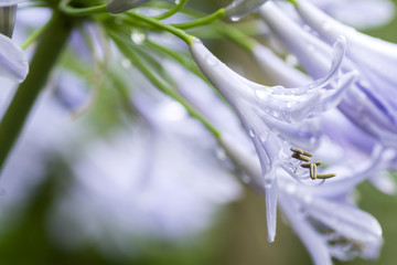 水滴の付いたアガパンサスの花