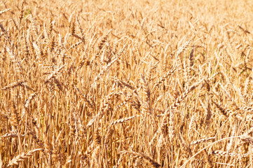 sunny wheat field
