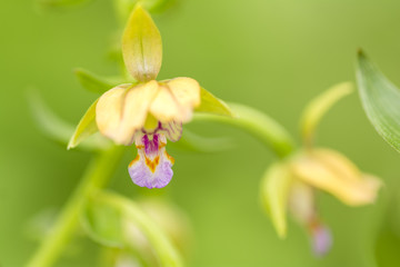 カキランの花のアップ