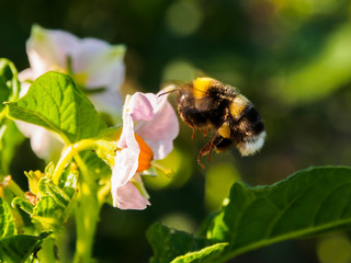 Bumblebee And A Potato Flower