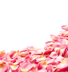 Fototapeta premium Rose petals