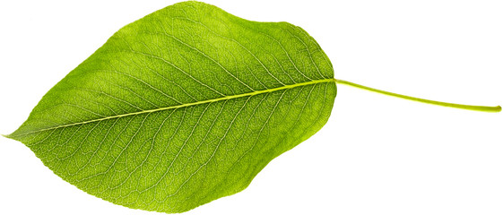 Leaf