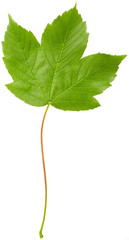 Fototapeta premium Maple leaf