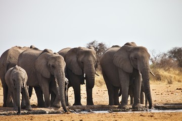 Fototapeta na wymiar African elephants, Loxodon africana, drinking water at waterhole Etosha, Namibia