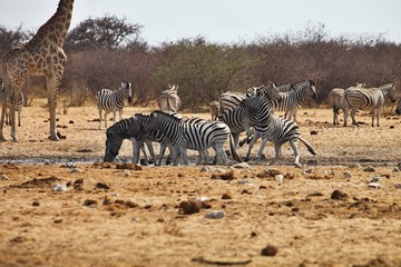 Fototapeta na wymiar fighting males Damara zebras and giraffes at the waterhole, Etosha, Namibia