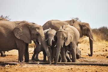 African elephants, Loxodon africana, drinking water at waterhole Etosha, Namibia