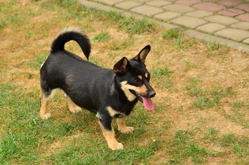 Pies (dog) © idealphoto