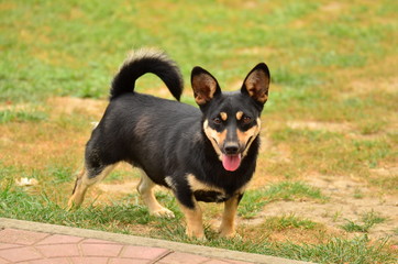 Pies (dog)