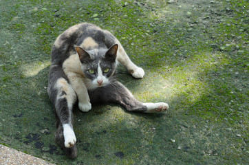 Cute black and white kitten outdoors