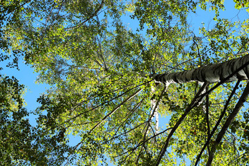 Fototapeta premium Spring Summer Sun Shining Through Canopy Of Tall Trees.