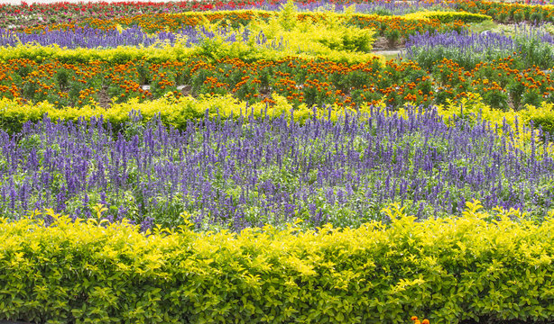 Fototapeta Garden flowers