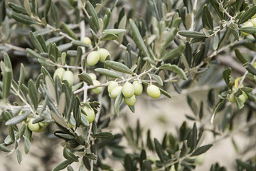 Green olives on a tree