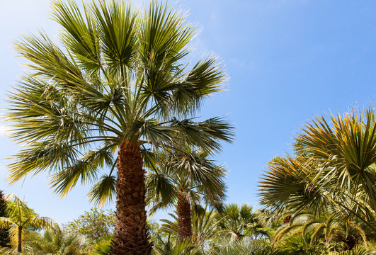 palm garden under a blue sky