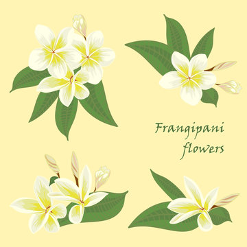 Set of flowers frangipani with leafs in realistic hand-drawn style