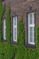Old red brick building overgrown with ivy, Wawel Castle, Krakow, Poland
