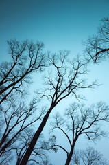 Fototapeta na wymiar Leafless bare trees over dark blue sky background