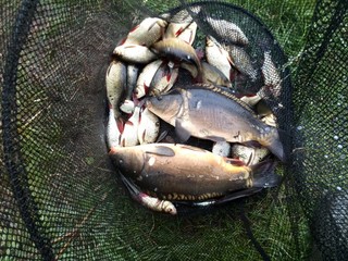 Fischfang