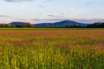 Purple poppy field with hills