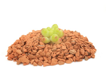 可愛い多肉植物