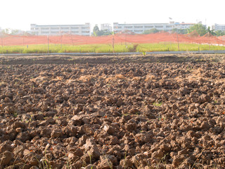 Fototapeta premium .The soil of the crop