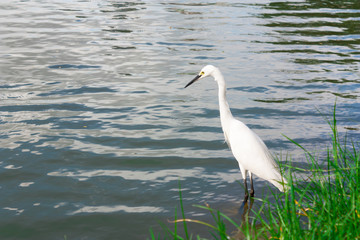 Great egret in park, Ardea alba