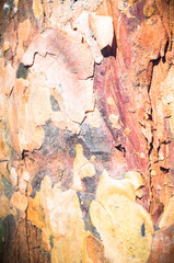 wood