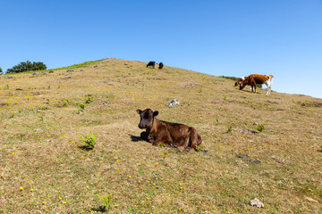 Cow and veal pasture in the mountains madeira