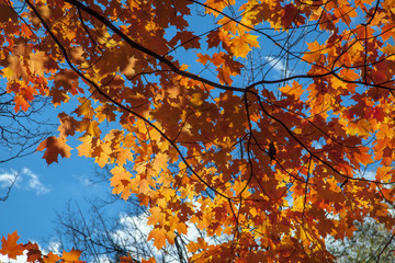 Nature Background with autumn leaves