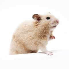 Close-up portrait of a pet hamster