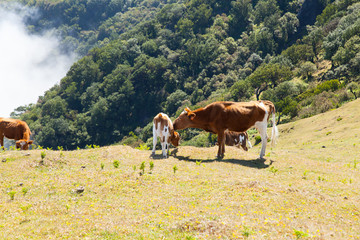 Fototapeta na wymiar Cow and veal pasture in the mountains madeira