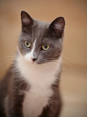 Fototapeta premium Portrait of a smoky-gray domestic cat.