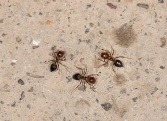 ants eat