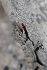 small lizard on the wall