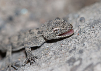 small lizard on a rock