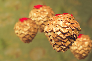 Fir Cones