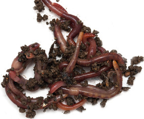 Worms on a white background