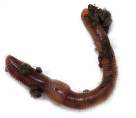 Worms on a white background