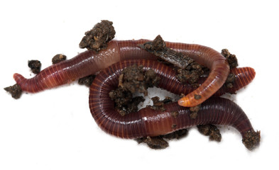 Worms on a white background