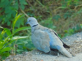 Pigeon