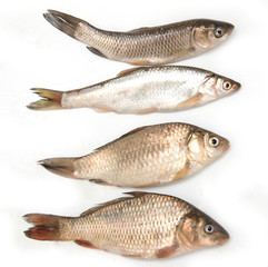 small fish on a white background