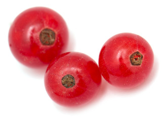 red currants on a white background