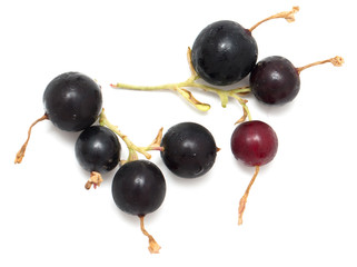 ripe blackberry on a white background