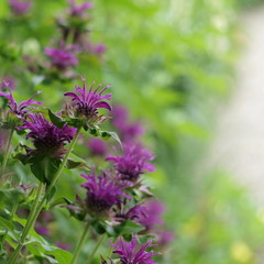 violette Monarda - Indianernessel Bokeh Hintergrund soft