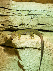The ocellated lizard.