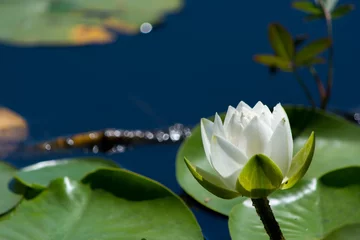 Papier Peint photo autocollant Nénuphars White water lilly