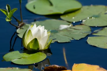 Papier Peint photo Lavable Nénuphars White water lilly