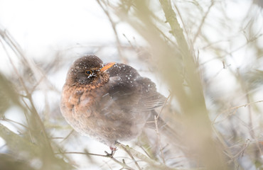 Bird on a branch in winter, the wind blows, snowing