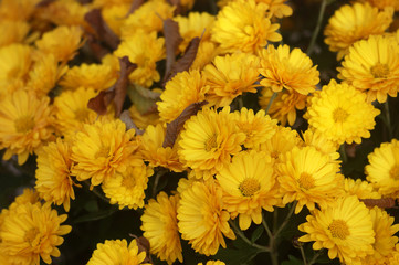Flowers yellow chrysanthemums